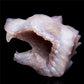 4.5" Druzy Agate Crystal Wolf Head Figurine Animal Carvings
